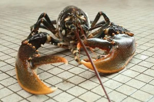 Scientists Release Lobsters To Repopulate Former Habitat