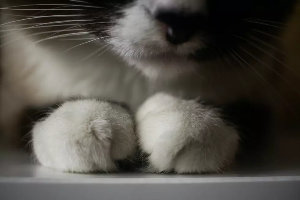 Eastern Iowa Animal Rescues Save 75 Cats from a Linn County Home