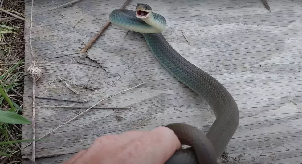 Wakefield Wildlife via YouTube