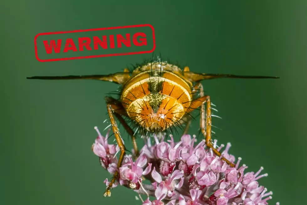This Iowa Bug Looks Like a Bee But It’s Actually a Disgusting Parasite