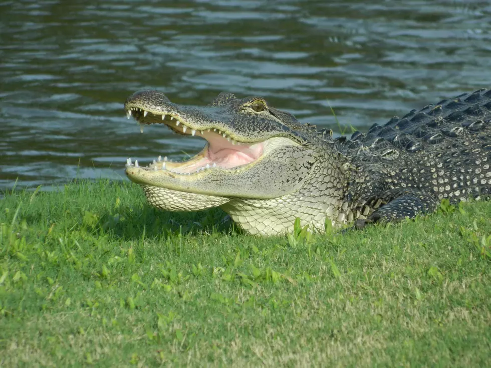 The Top 10 “Florida Man” Stories